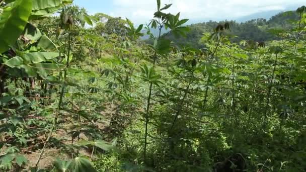 Bosque Verde Verano Con Árboles Plantas Medio Ambiente Vídeo — Vídeos de Stock