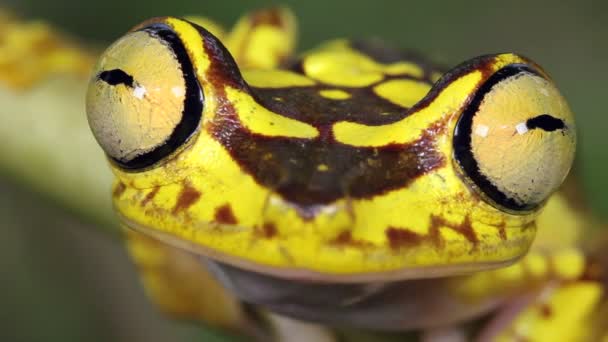 Video Imbabury Treefrog Hypsiboas Picturatus Větvi Stromu — Stock video