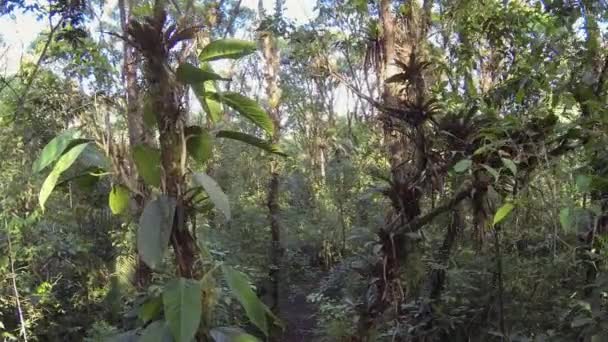 Široký Pohled Video Tropického Zeleného Lesa — Stock video