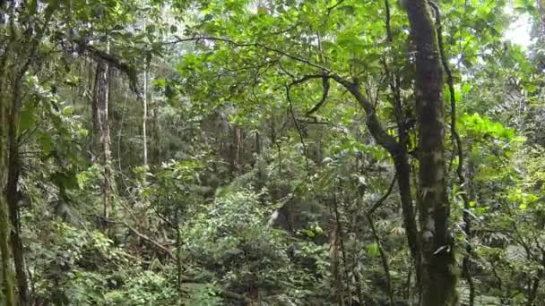 Wide View Video Rainforest Trees Foliage Green Leaves — Stock Video