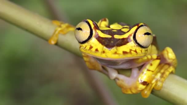 Video Imbabura Treefrog Hypsiboas Picturatus Rama Árbol — Vídeos de Stock