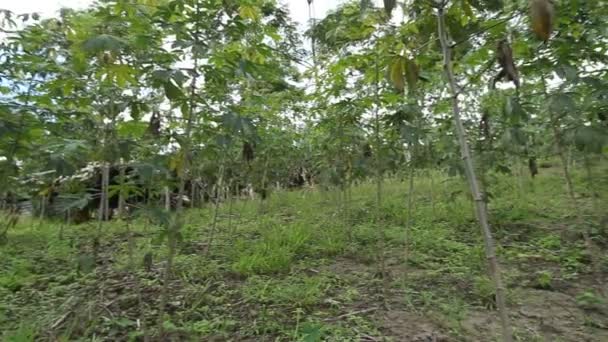 Floresta Com Árvores Plantas Ambiente Vídeo — Vídeo de Stock