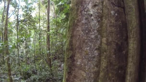 Grote Boom Tropisch Regenwoud Ecuadoriaans Hoger Amazonegebied Provincie Napo Video — Stockvideo