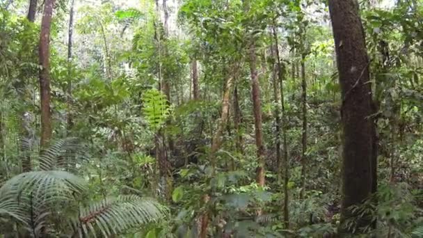 Тропічний Зелений Ліс Екологічна Флора Широкий Перегляд Відео — стокове відео