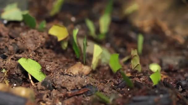 Video Hormigas Cortadoras Hojas Atta Portando Trozos Hojas — Vídeo de stock