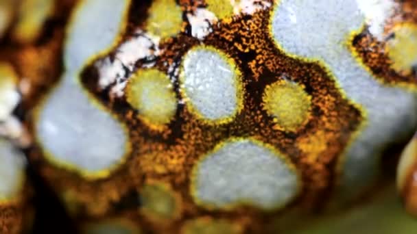 Video Harlequin Poison Frog Skin Western Ecuador Lita — Stock video