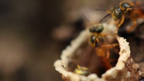 Video Eingang Zum Bienennest Tropischer Regenwald Ecuador — Stockvideo