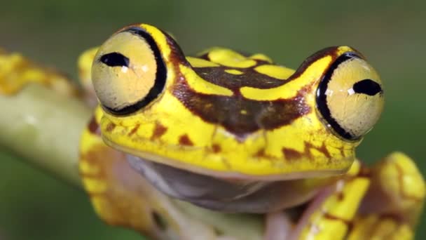 Video Imbabury Treefrog Hypsiboas Picturatus Větvi Stromu — Stock video