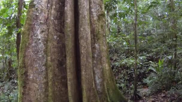 Grote Boom Tropisch Regenwoud Ecuadoriaans Hoger Amazonegebied Provincie Napo Video — Stockvideo