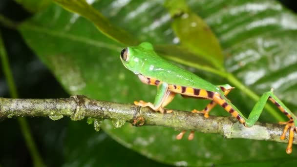 Ağaç Dalından Zıplayan Kaplan Çizgili Yaprak Kurbağası Phyllomedusa Tomopterna — Stok video