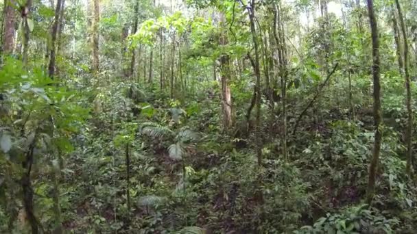 Tropischer Grüner Wald Umweltflora Weitwinkelvideo — Stockvideo