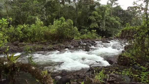 Tropisch Groen Bos Met Rivierwater Storm — Stockvideo