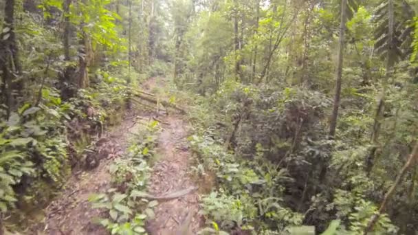 Wild Pad Weg Het Bos Met Bomen Video — Stockvideo