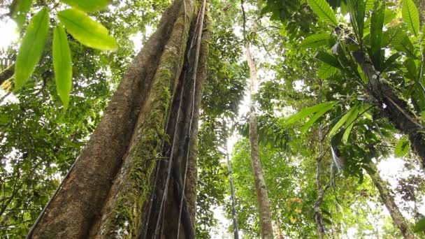 Duże Drzewo Tropikalnym Lesie Deszczowym Ekwadorska Górna Amazonka Prowincja Napo — Wideo stockowe