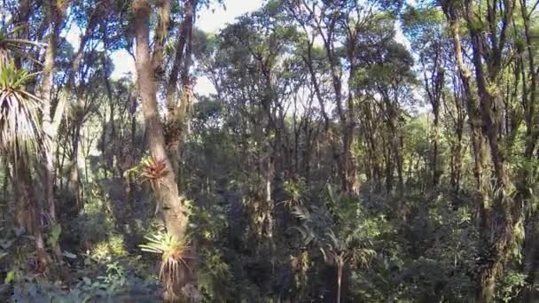 Visão Ampla Vídeo Floresta Tropical Verde — Vídeo de Stock