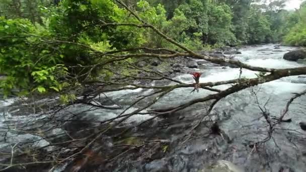 Bosque Verde Tropical Con Caudal Agua Del Río Después Tormenta — Vídeo de stock