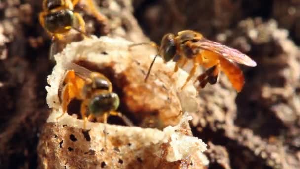 Vídeo Entrada Nido Abejas Selva Tropical Ecuador — Vídeo de stock