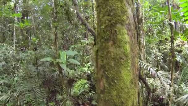 Tropisch Bos Milieu Video — Stockvideo