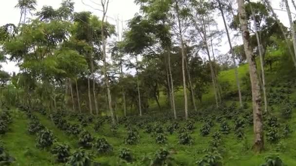 Video Unga Kaffebuskar Ekologisk Kaffeplantage Stilla Havet Anderna Ecuador — Stockvideo