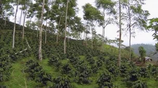 Video Kaffebuskar Plantering Stilla Havet Anderna Ecuador — Stockvideo