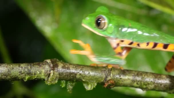 Видео Прыжка Tiger Полосатый Лист Лягушки Ветке Дерева Phyllomedusa Tomopterna — стоковое видео