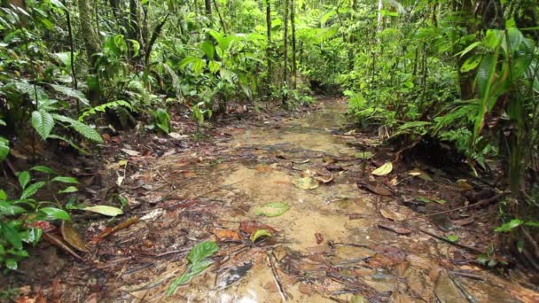 Vídeo Floresta Tropical Verde Fluxo Água Flora Ambiental — Vídeo de Stock