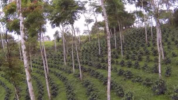 Video Gröna Kaffebuskar Plantage Stilla Havet Anderna Ecuador — Stockvideo