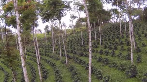 video, zelené kávové keře, plantáž na tichomořských svazích And v Ekvádoru