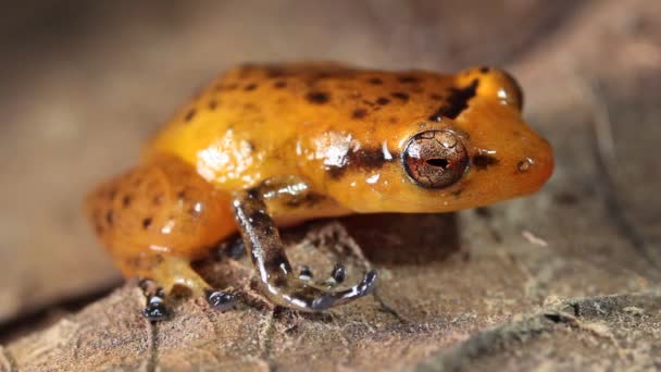 Video Den Gröna Skogen Regn Groda Pristimantis Omeviridis Ecuadorian Amazon — Stockvideo