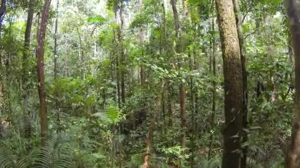 Visão Ampla Vídeo Árvores Floresta Vegetação — Vídeo de Stock