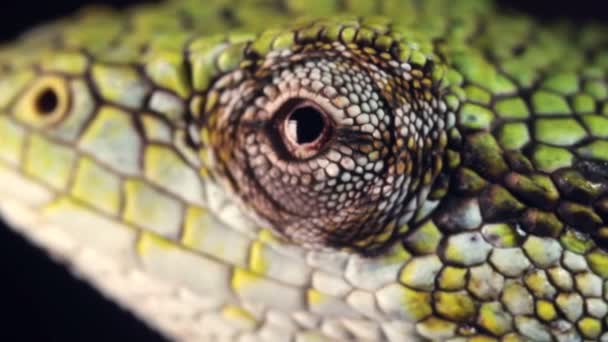 Vídeo Lagarto Ojo Reptil Cerca — Vídeos de Stock