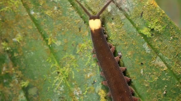 Video Van Peripatus Fluwelen Worm Kruipend Een Mossige Stam Het — Stockvideo