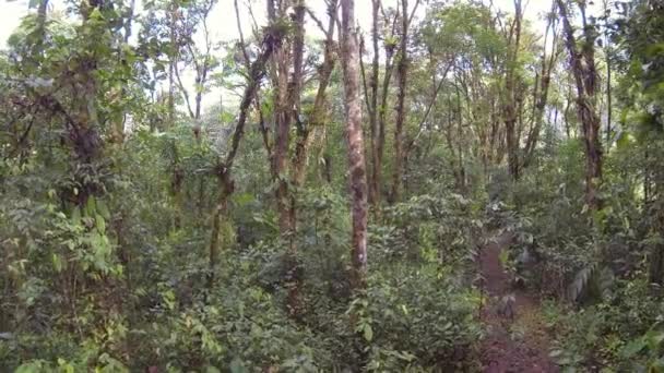 Visão Ampla Vídeo Árvores Floresta Tropical Folhagem — Vídeo de Stock