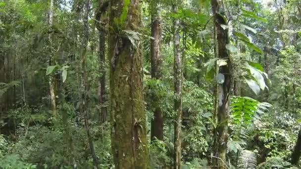 forêt tropicale, environnement, vidéo 