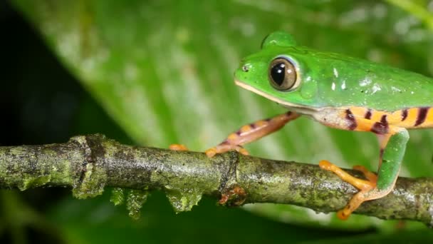 Video Vom Kriechenden Tiger Gestreiften Laubfrosch Auf Einem Ast Phyllomedusa — Stockvideo