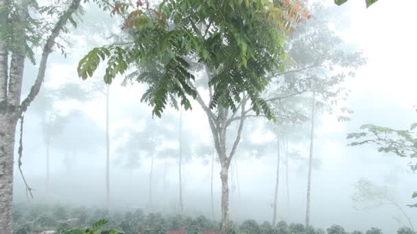 Video Foresta Pluviale Tropicale Nebbia Flora Alberi Foglie Verdi — Video Stock