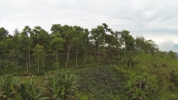 Video Cespugli Caffè Piantagione Sulle Pendici Del Pacifico Delle Ande — Video Stock