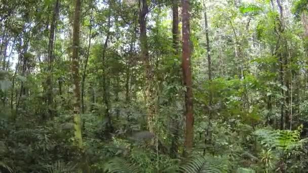Тропический Зеленый Лес Окружающая Флора Широкий Обзор Видео — стоковое видео