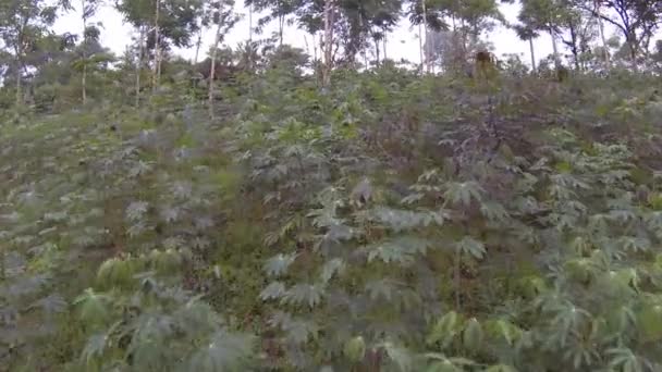 Peisaj Rural Plante Copaci Video Vară — Videoclip de stoc