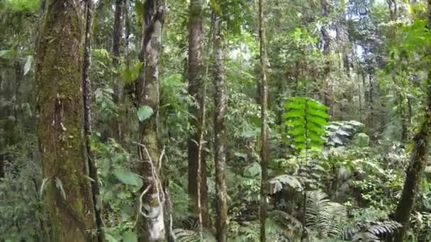 Amplio Vídeo Vista Los Árboles Selva Follaje Palmeras — Vídeos de Stock