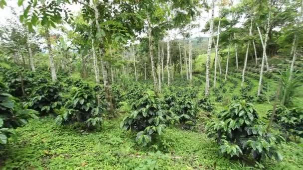 Floresta Com Árvores Plantas Ambiente Vídeo — Vídeo de Stock