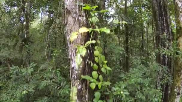 Tropical Floresta Verde Flora Ambiente Vídeo Vista Ampla — Vídeo de Stock