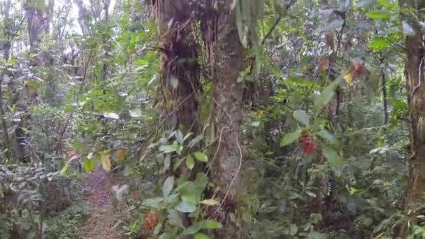 Široký Pohled Video Tropických Lesních Stromů Listoví — Stock video