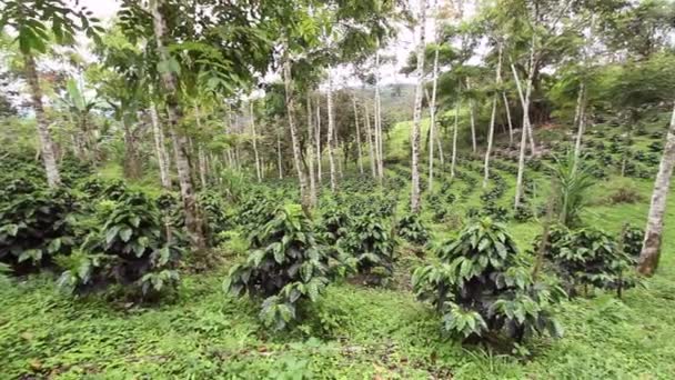 Videó Fiatal Kávébokrokról Ültetvény Csendes Óceáni Andok Lejtőin Ecuadorban — Stock videók