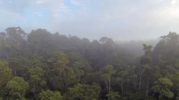 Groene Zomerbomen Mist Lucht Video — Stockvideo