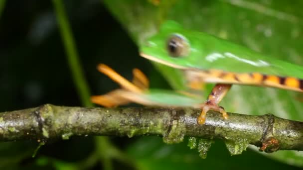 虎纹叶蛙从乔木枝上跳下的视频 — 图库视频影像