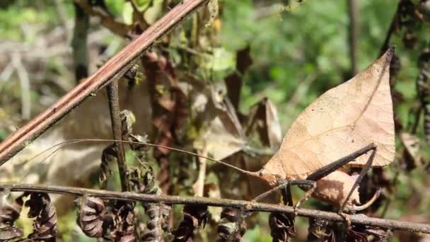 Feuille Imitant Katydid Dans Forêt Tropicale Equateur Nature Vidéo — Video
