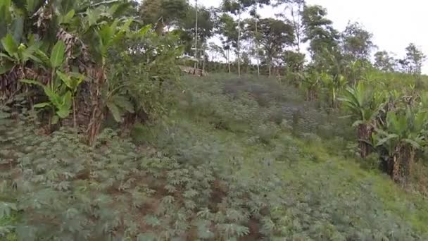 Paisagem Rural Com Plantas Árvores Vídeo Verão — Vídeo de Stock