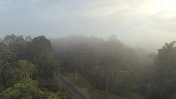 森林里有树木的路 空气中的夏天的薄雾 — 图库视频影像