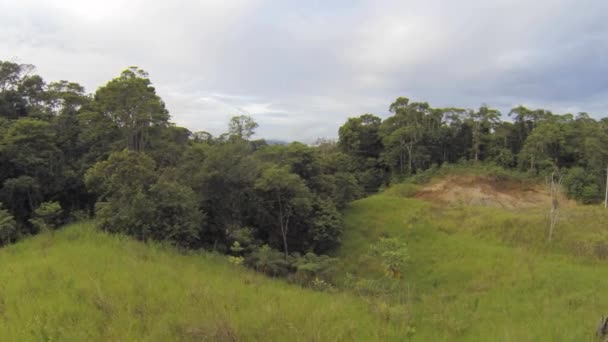 Verdes Árboles Verano Prado Con Hierba Verde Video — Vídeos de Stock